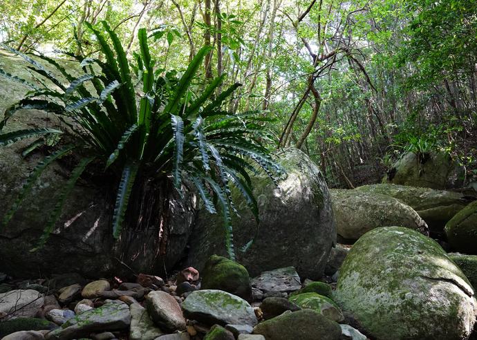 シマオオタニワタリ