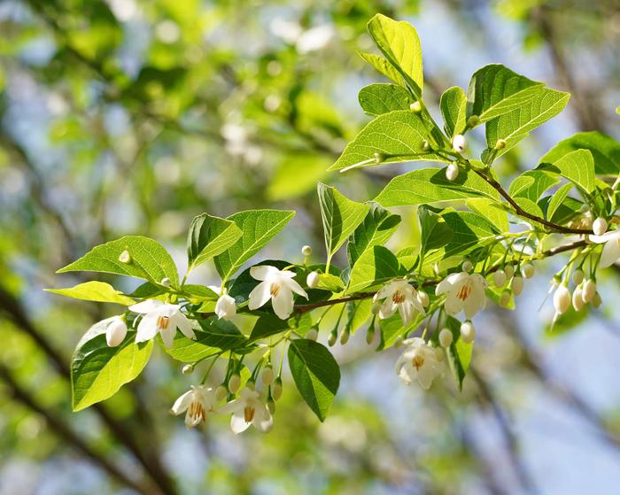 Japanese snowbell