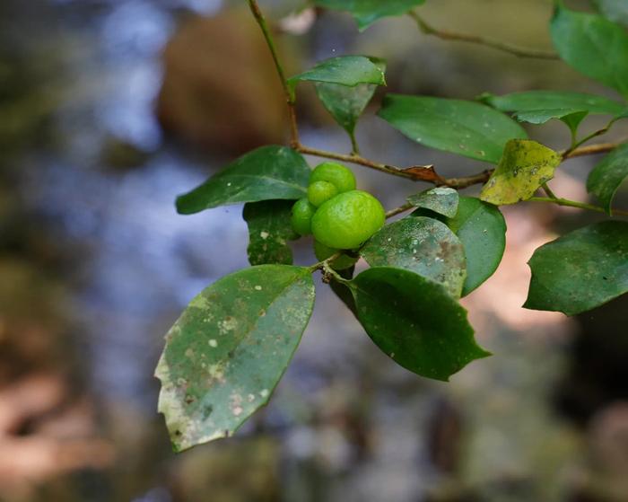 Isunoki witch hazel