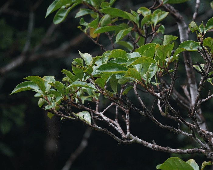 A variety of Sweet viburnum