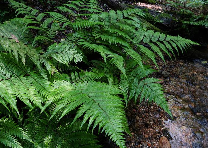 カツモウイノデ