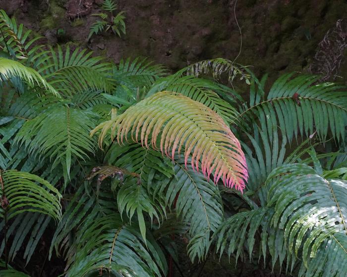 Blechnum orientale