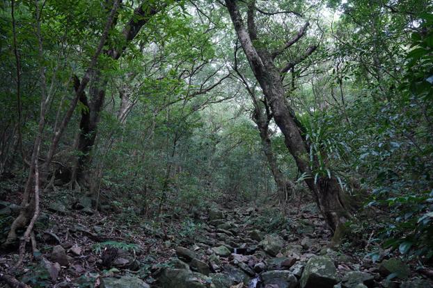 Tokunoshima: A: Forest along the valley - A3: Forest along the mountain streams