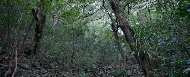 Tokunoshima A:Forest along the valley - A3:Deep forest