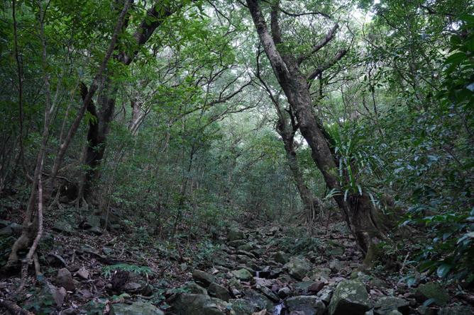 Animals and Plants Thriving in the ‘Deep Forest’ along the Valley