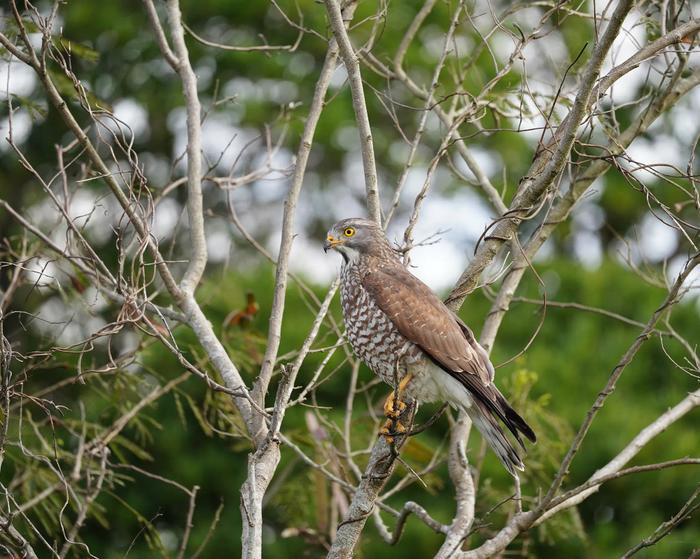 Gray-faced buzzard