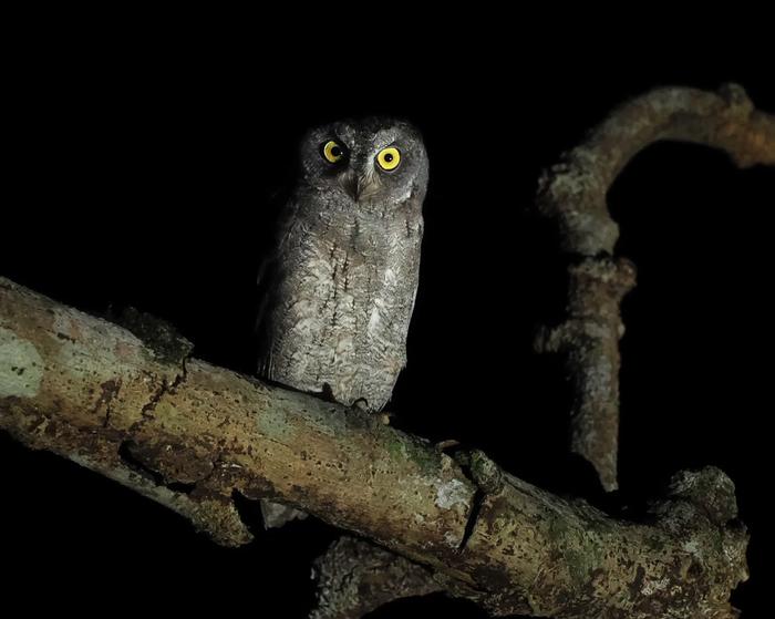 Ryukyu scops owl