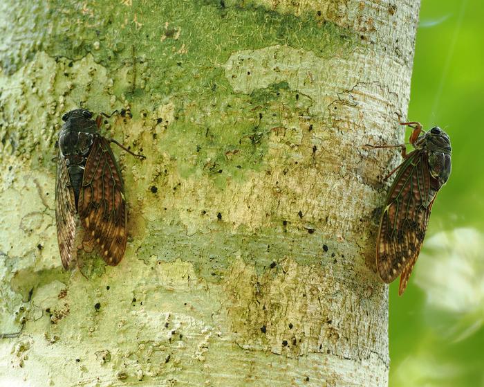 Graptopsaltria bimaculata