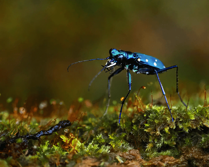 Sophiodela ferriei