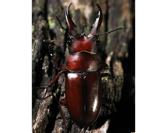 Prosopocoilus dissimilis makinoi