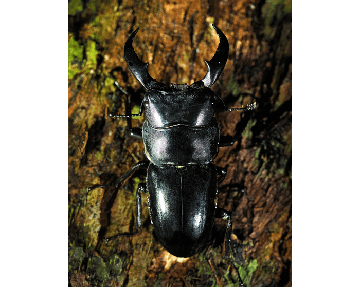 Dorcus titanus tokunoshimaensis