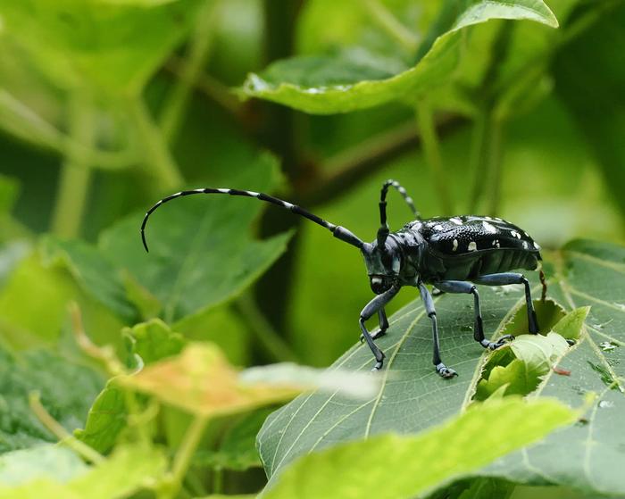 Anoplophora oshimana tokunoshimana 