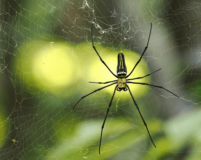 Nephila pilipes