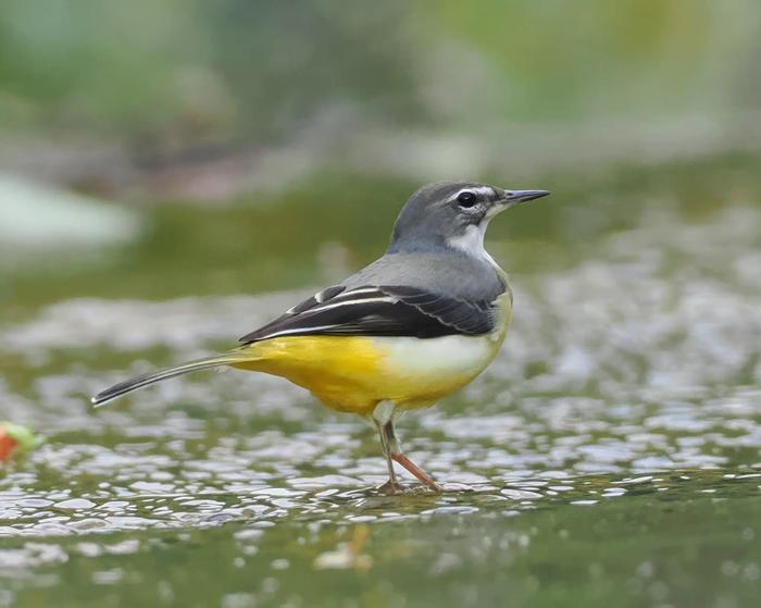 Grey wagtail