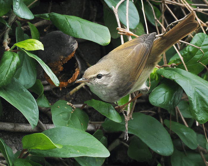 Japanese bush warbler