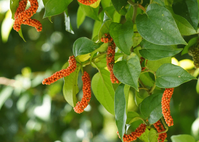 フウトウカズラ