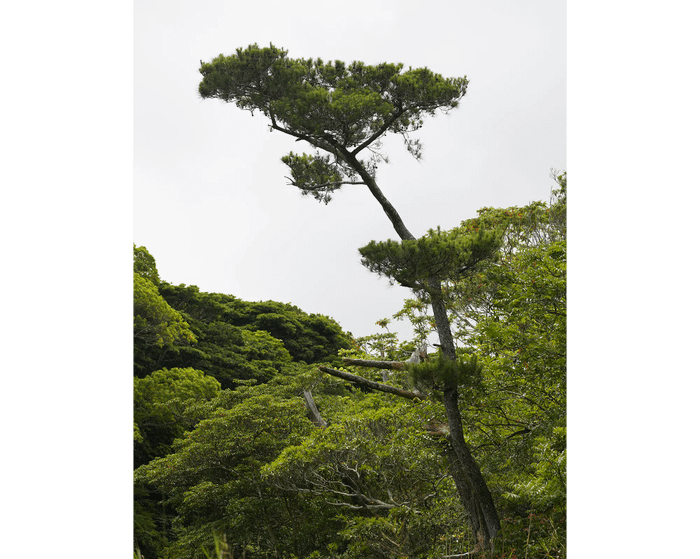 Ryukyu pine