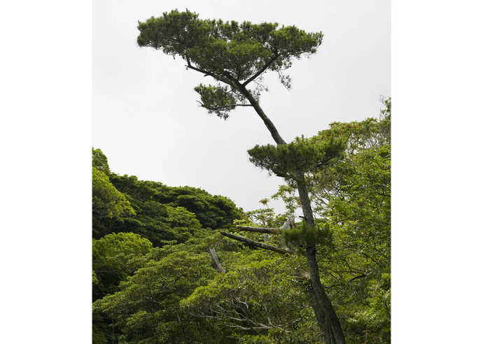 リュウキュウマツ