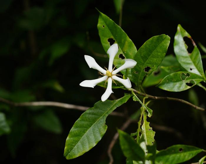 Cape jasmine