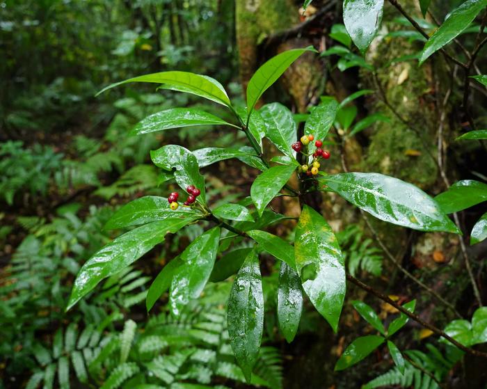 Psychotria asiatica