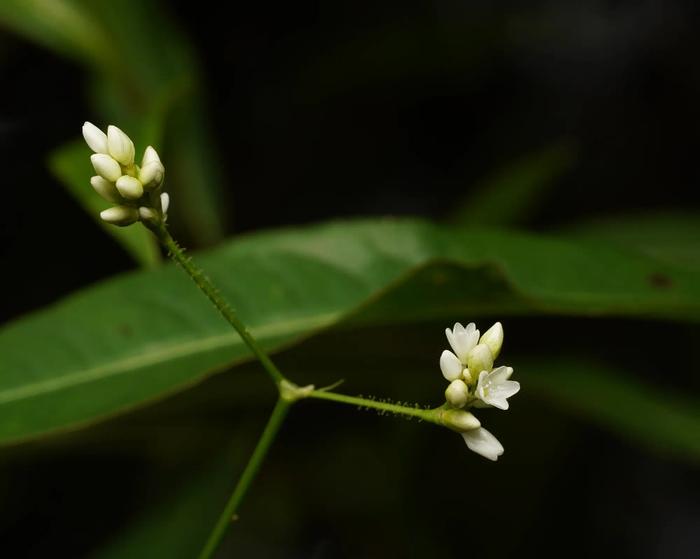 Persicaria dichotoma