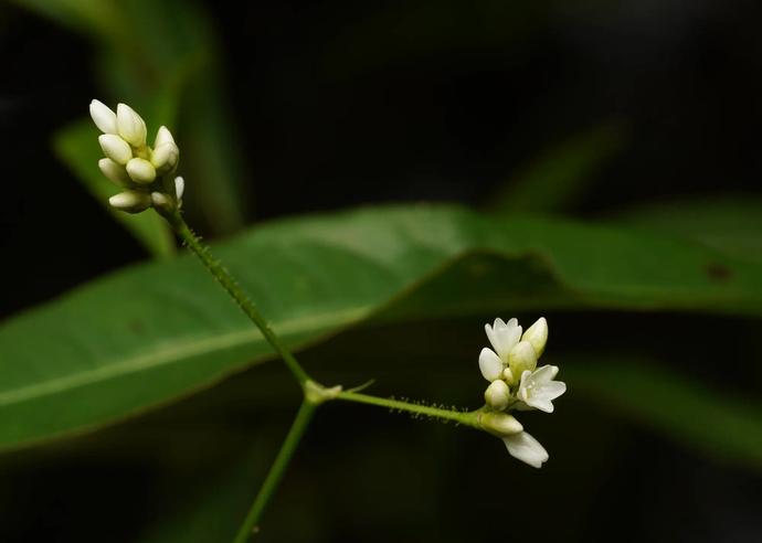 ナツノウナギツカミ