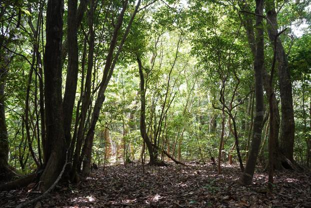 Tokunoshima: B: Forest along the mountain ridge - B1: Forest near the settlement