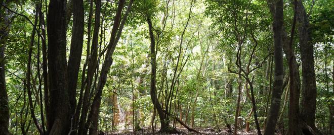 Tokunoshima B:Forest along the mountain ridge - B1:Forest near the settlement