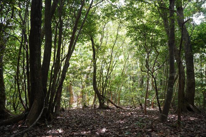 Animals and Plants Thriving in the ‘Forest near the Settlement’ along the Mountain Ridge