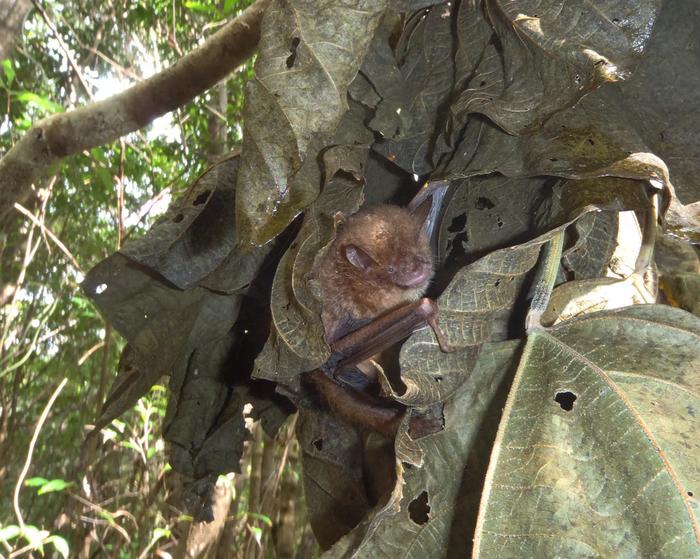 Ryukyu tube-nosed bat