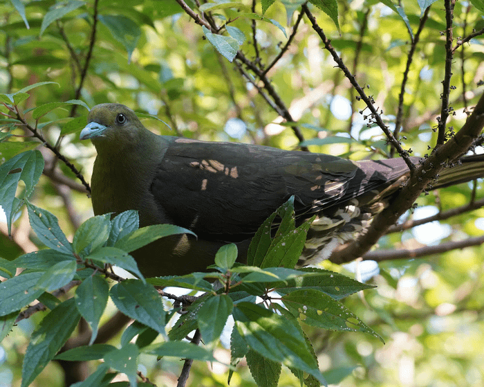 Whistling green pigeon