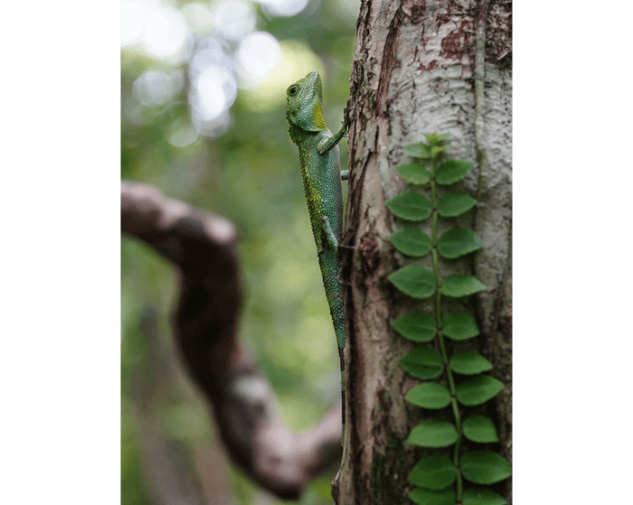 Okinawa tree lizard