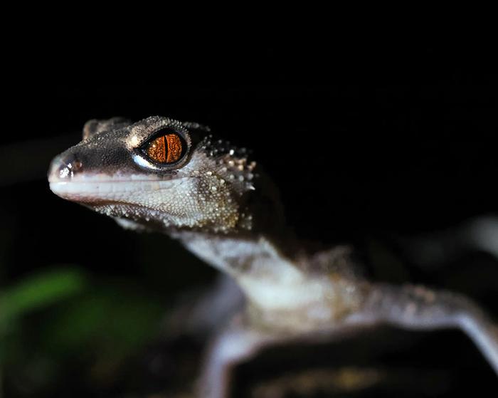 Banded ground gecko