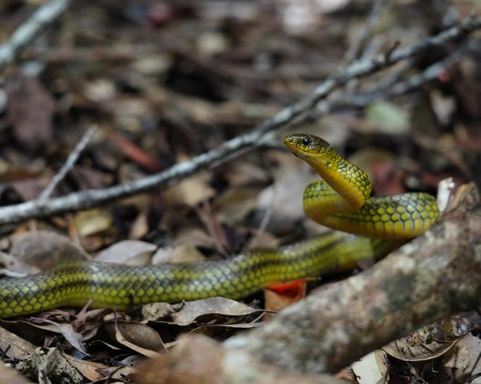 Ryukyu green snake