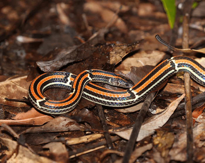 Amami coral snake