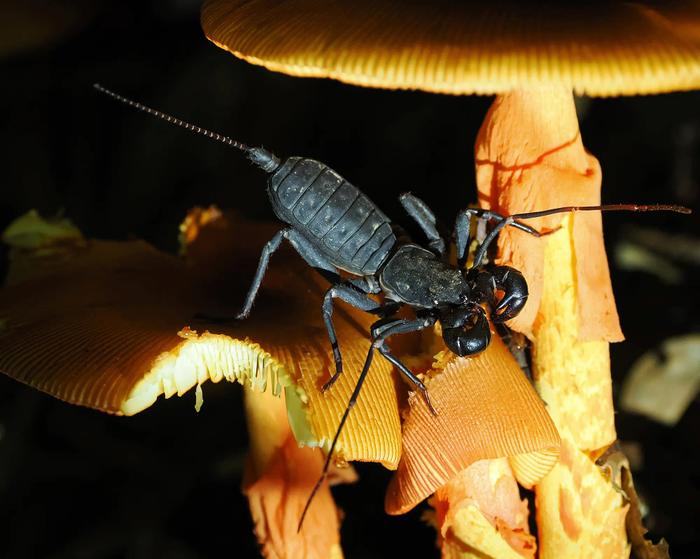 アマミサソリモドキ