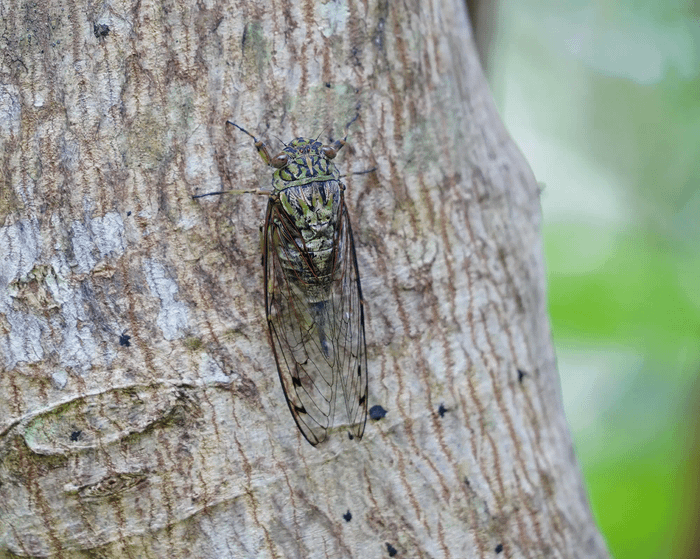 Meimuna oshimensis