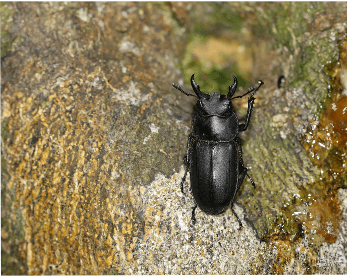 Rhaetulus recticornis