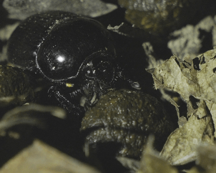 Phelotrupes oshimanus yukiae