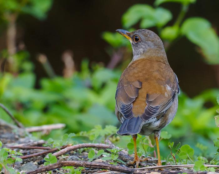 Pale thrush