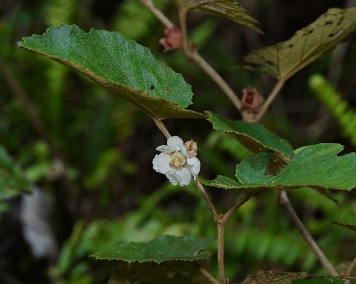 Molucca raspberry