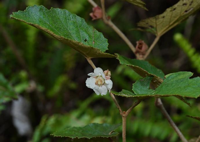 ホウロクイチゴ