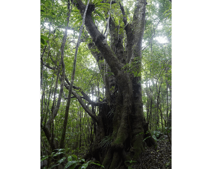 Castanopsis