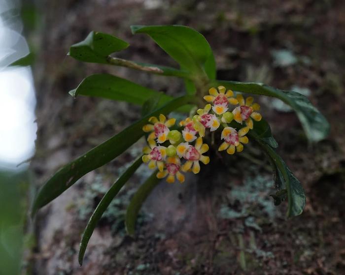 Gastrochilus japonicus