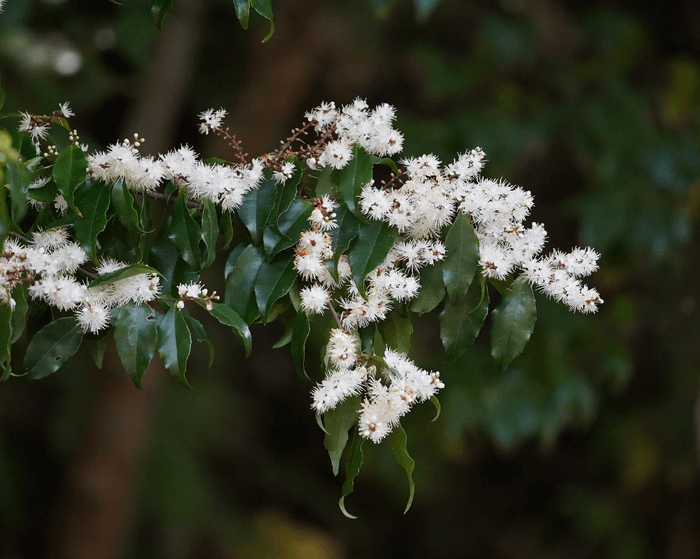 Symplocos formosana