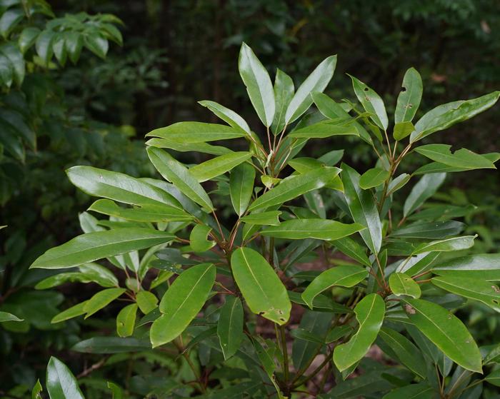 Daphniphyllum teijsmannii