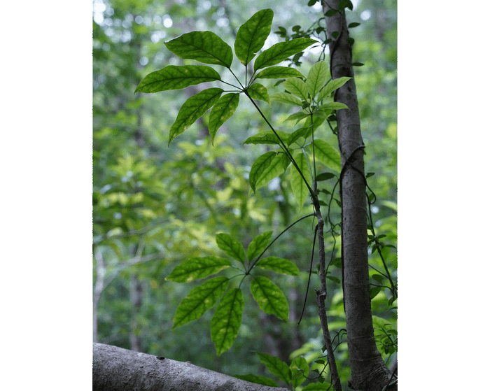 Heptapleurum heptaphyllum