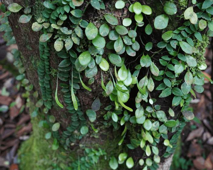 Lemmaphyllum microphyllum var. obovatum