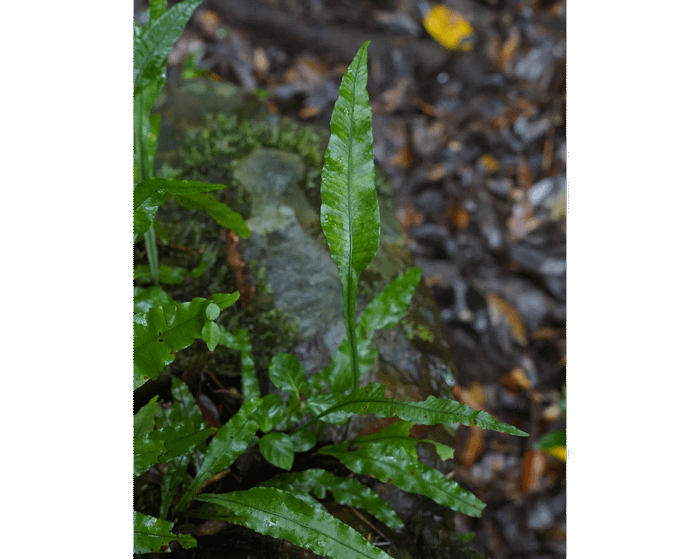 Leptochilus wrightii