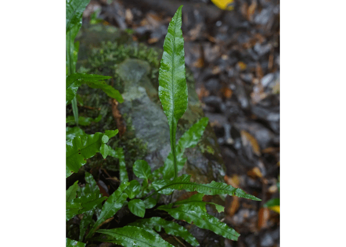 ヤリノホクリハラン